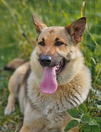 Close-up portrait of a dog