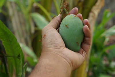 Close-up of hand holding fruit