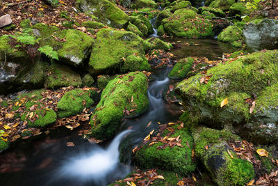 Scenic view of waterfall in forest, fundy national park, nb, canada