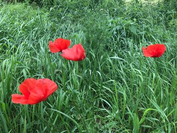 Red poppy flowers blooming on field