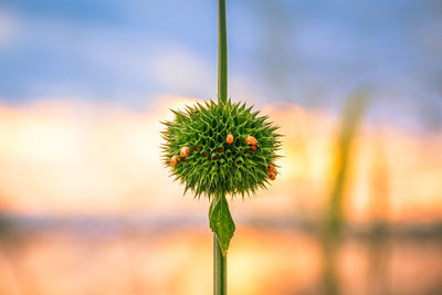 Close-up of dandelion on plant during sunset