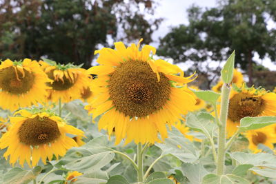 Close-up of sunflower on field
