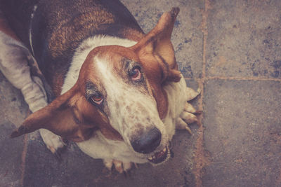 High angle portrait of a dog