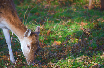 Close-up of rabbit on field