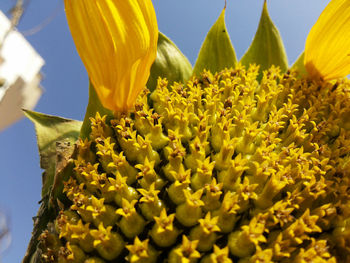 Close-up of sunflower blooming against sky