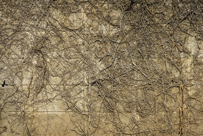 backgrounds