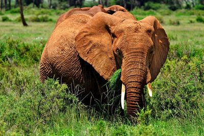 Elephant in samburu