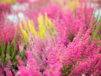 Close-up of pink flowers