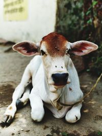 Portrait of cow on land