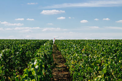 Scenic view of agricultural field against sky