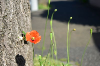 Close-up of orange poppy flower