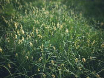 High angle view of grass growing on field