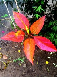 Close-up of maple leaves