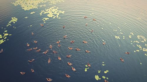High angle view of ducks swimming in lake