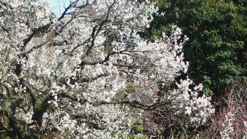 Low angle view of flowering tree