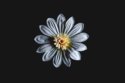 Close-up of flower over black background