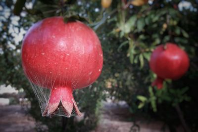 Close-up of red apple on tree