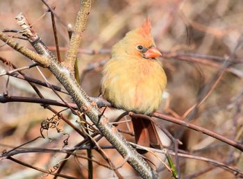 Close-up of bird perching on branch