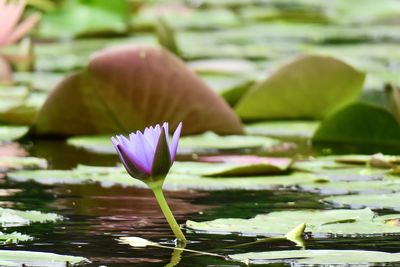 Close-up of water lily in lake