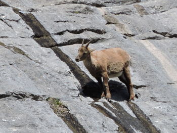 High angle view of animal on rock