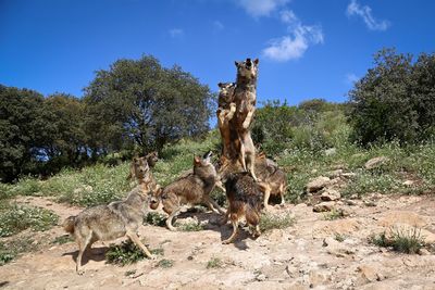 Wolves howling in forest