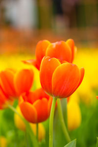 Close-up of orange tulip