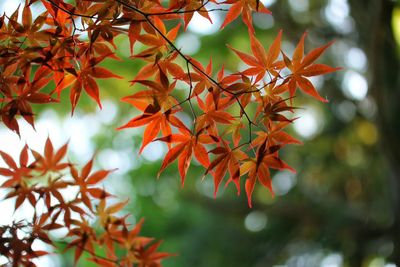 Close-up of orange maple leaves on tree