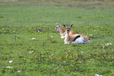 View of giraffe on grassy field