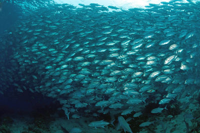 Fish swimming in sea