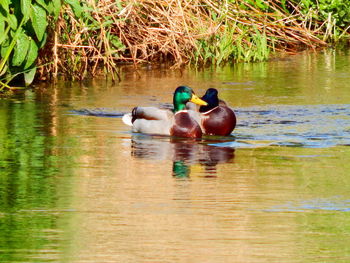 Ducks swimming in lake