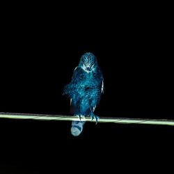 Close-up of bird perching on black background