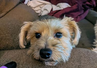 High angle portrait of dog relaxing at home