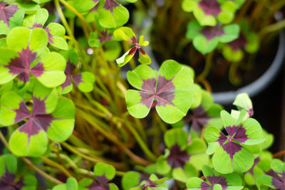 Close-up of purple flowering plant