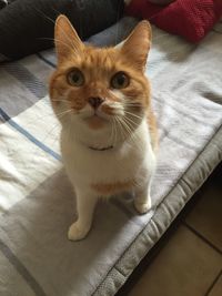 High angle view of cat sitting at home