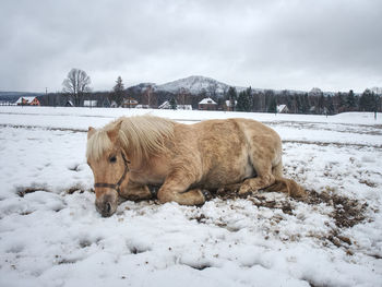 Horse on snow covered field against sky