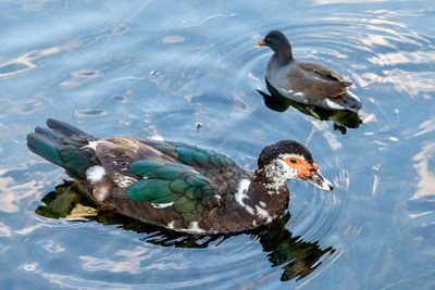 High angle view of ducks swimming in lake