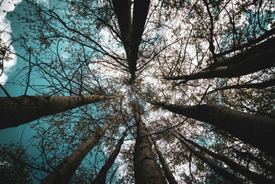 Low angle view of trees in forest against sky