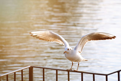 Bird perching by lake