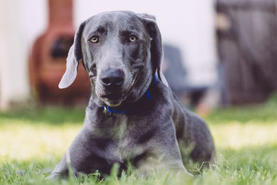 Black dog sitting on grass