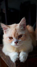 Close-up portrait of cat relaxing at home