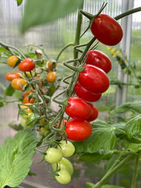 Close-up of tomatoes growing on plant