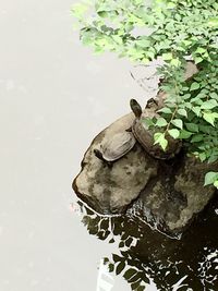 High angle view of turtle in water