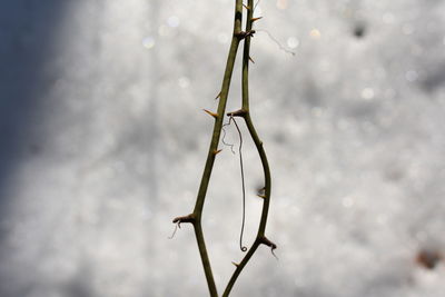 Close-up of hanging tree against sky