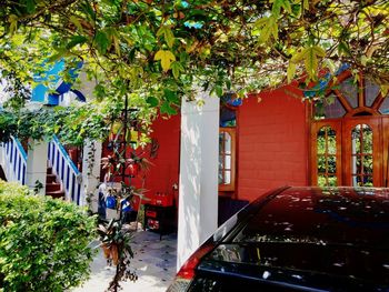 Plants and trees by building in city