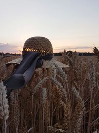 Close-up of crops on field against sky during sunset