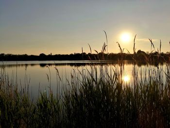 Silhouette plants by lake against sky during sunset