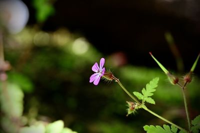 nature