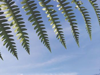 Low angle view of fern against sky