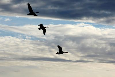 Low angle view of silhouette birds flying against sky