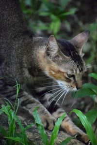 Close-up of cat sitting outdoors